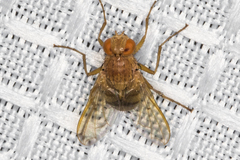 Ormia ochracea