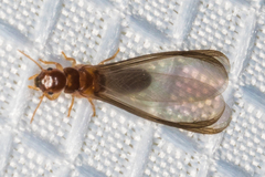 Incisitermes fruticavus