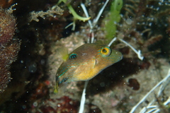 Canthigaster rostrata