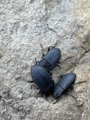 Asiopus minimus