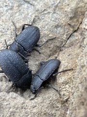 Asiopus minimus