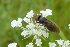 Chrysogaster solstitialis