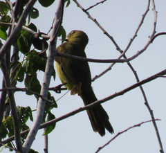 Andropadus importunus