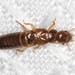 Drywood Termites - Photo (c) BJ Stacey, some rights reserved (CC BY-NC), uploaded by BJ Stacey