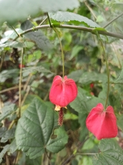 Callianthe megapotamica