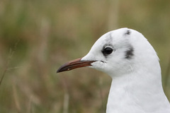 Chroicocephalus ridibundus