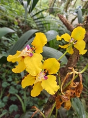 Cyrtochilum macranthum