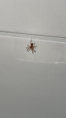 Cheiracanthium mildei