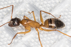 Camponotus semitestaceus