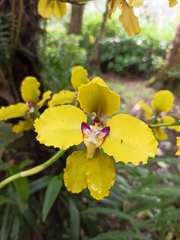 Cyrtochilum macranthum