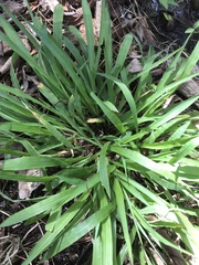 Dichanthelium laxiflorum