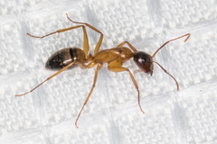 Camponotus semitestaceus