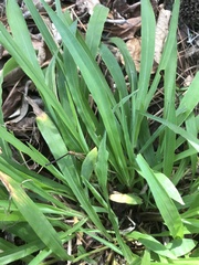 Dichanthelium laxiflorum