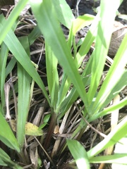 Dichanthelium laxiflorum