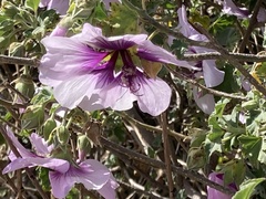 Malva subovata bicolor