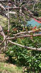 Spondias purpurea