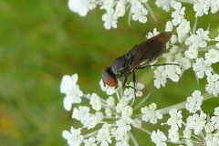 Chrysogaster solstitialis