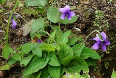 Viola inconspicua