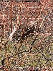 Passer domesticus