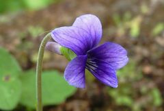 Viola inconspicua