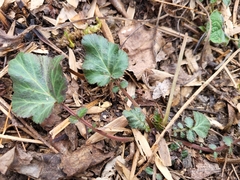 Geum