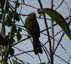 Andropadus importunus