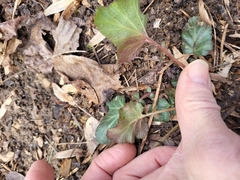 Geum