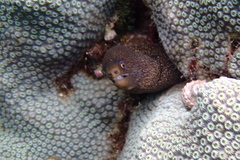 Gymnothorax miliaris