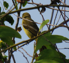 Andropadus importunus