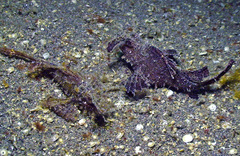 Pteroidichthys amboinensis