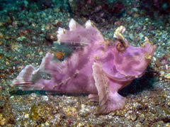 Rhinopias eschmeyeri