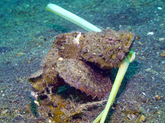 Scorpaenopsis diabolus