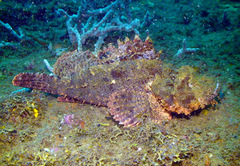 Scorpaenopsis oxycephalus