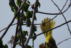 Andropadus importunus