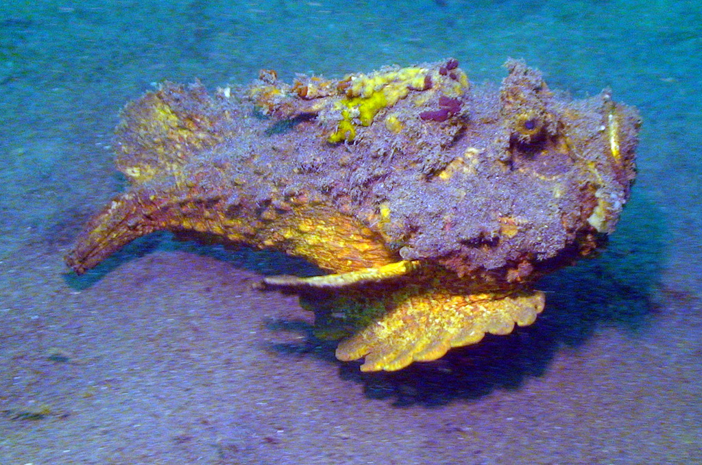 Estuariene steenvis (Synanceia horrida) — Synanceiidae