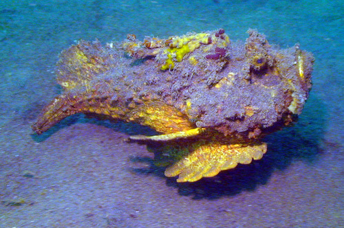 Dornorn (Synanceia horrida) — Synanceiidae