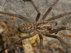 Eratigena