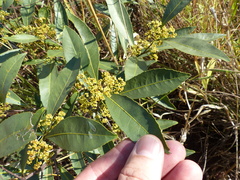 Peritassa campestris