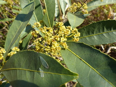 Peritassa campestris