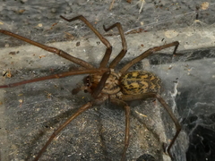 Eratigena