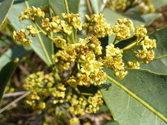 Peritassa campestris