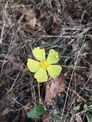 Crocanthemum carolinianum