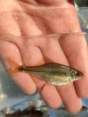 Rhodeus meridionalis