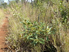 Peritassa campestris