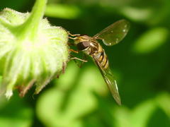 Episyrphus balteatus