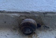 Cornu aspersum