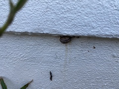 Cornu aspersum