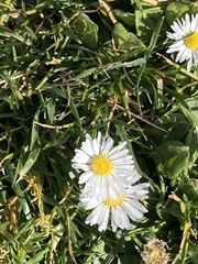 Bellis perennis