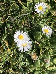 Bellis perennis
