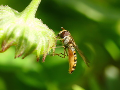 Episyrphus balteatus